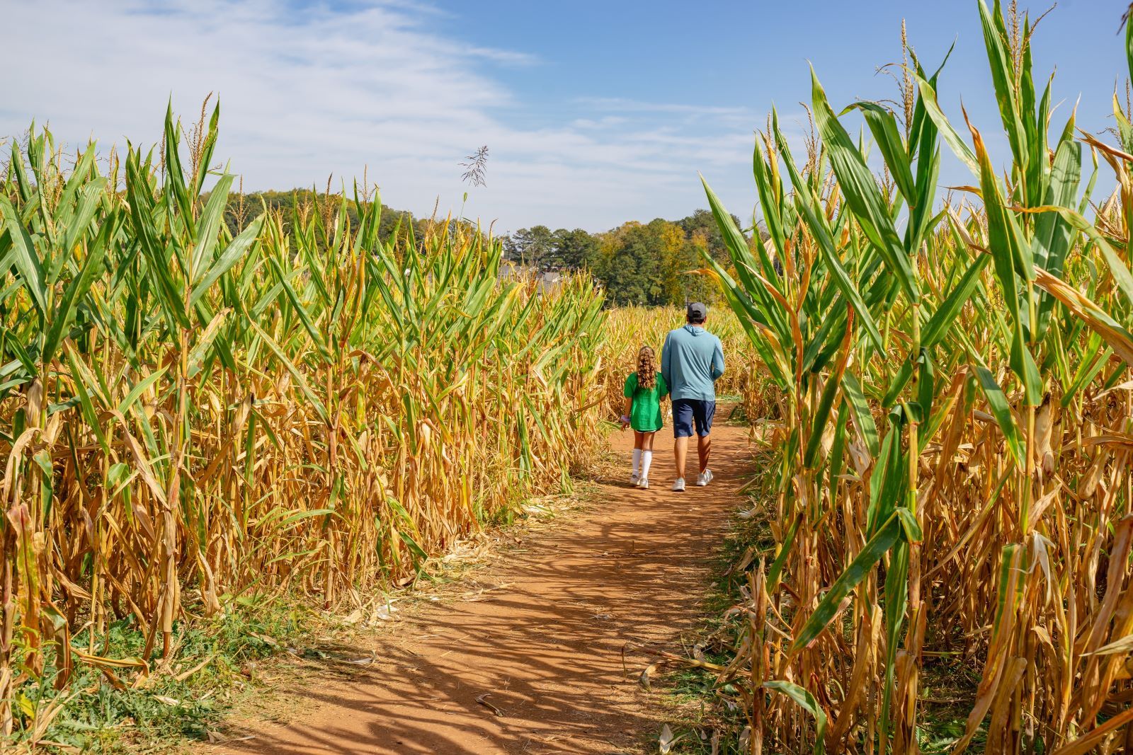 father daughter in corn maze